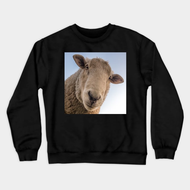 Funny Sheep Lover Design Are You Looking At Me? Funny Sarcasm Farmhouse Decor & Gifts Crewneck Sweatshirt by tamdevo1